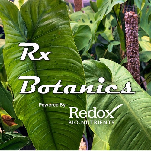 Philodendron Quelali Round X Spiritus Sancti - Etsy