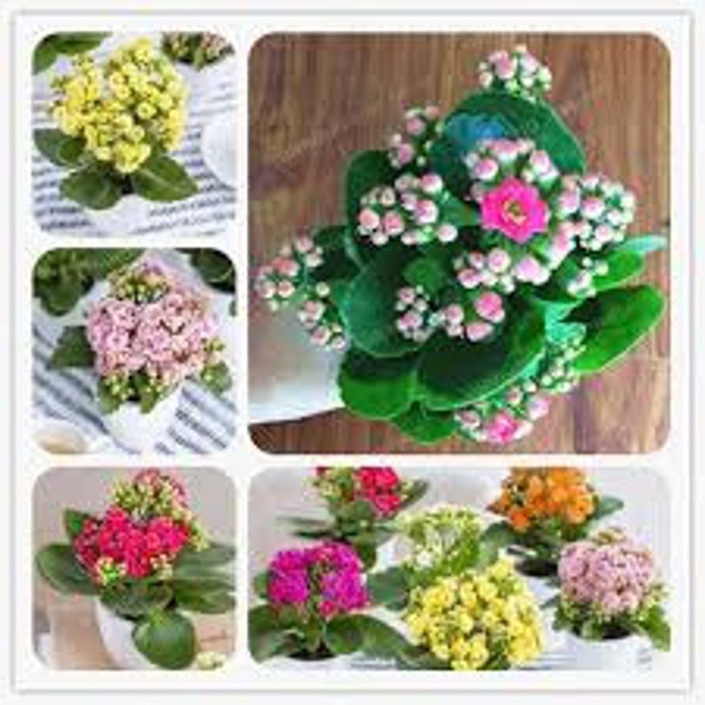 Kalanchoe Bonsai Flower Winter Pot Kalanchoe Bonsai Rare Home Garden Air Purification Indoor Pot Novel Plants 100PCS