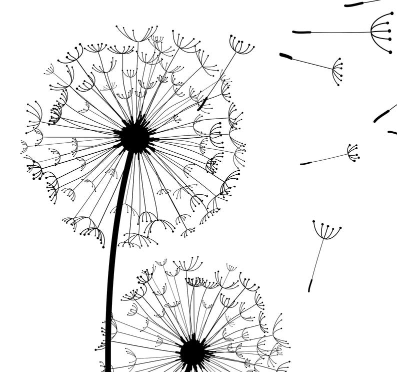 May include: A black and white graphic illustration featuring two dandelion seed heads on stems. The larger dandelion is positioned on the left, with several individual seeds floating away toward the right side of the frame against a plain white background.