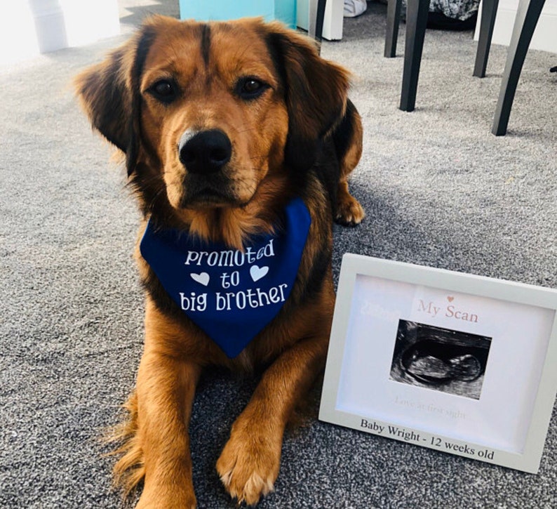 Promoted to Big Brother Dog Cat Over the Collar Bandana Any Etsy