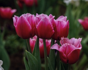 Spring Pink Tulips, Nature Photography, Flower, Macro
