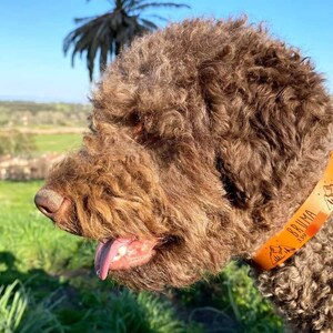 Puede incluir: Un perro marr&oacute;n de pelo rizado con un collar de cuero marr&oacute;n con el nombre "BRUMA" y el n&uacute;mero "159" grabado en &eacute;l.