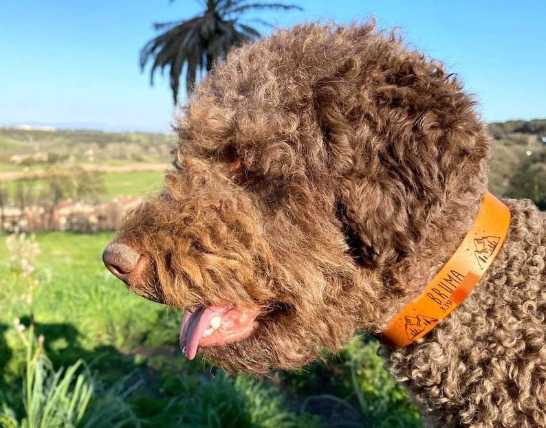 Puede incluir: Un perro marr&oacute;n de pelo rizado con un collar de cuero marr&oacute;n con el nombre "BRUMA" y el n&uacute;mero "159" grabado en &eacute;l.