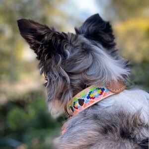 May include: A blue and white dog with a colorful patterned collar. The dog is looking up and has a fluffy coat.