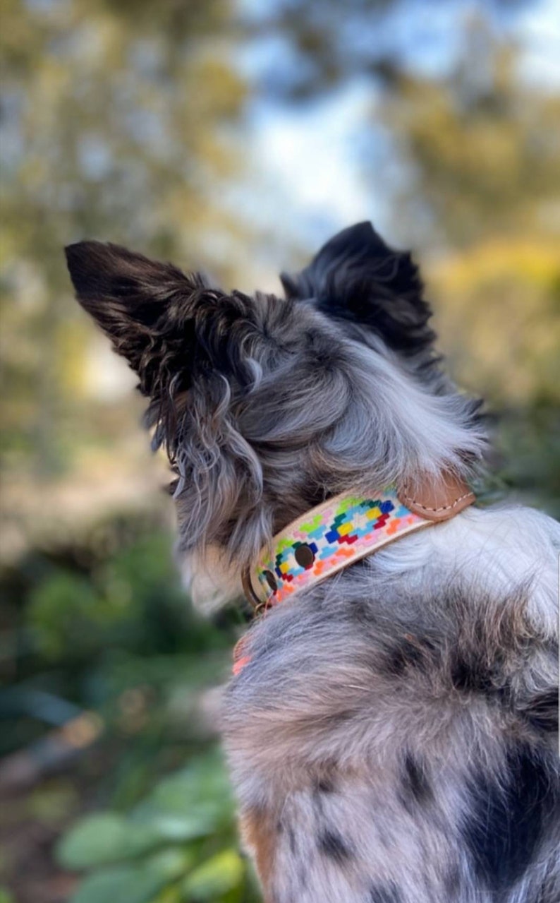 May include: A blue and white dog with a colorful patterned collar. The dog is looking up and has a fluffy coat.
