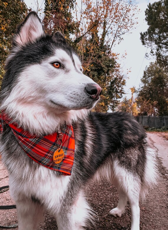 Red Plaid Bandana. Bandana for Dogs. Checkered Bandana. Plaid Dog