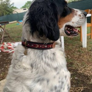 May include: A white and brown spotted dog with black fur on its head is wearing a red, brown, and black patterned collar with a metal tag. The dog is sitting outdoors on a grassy surface.