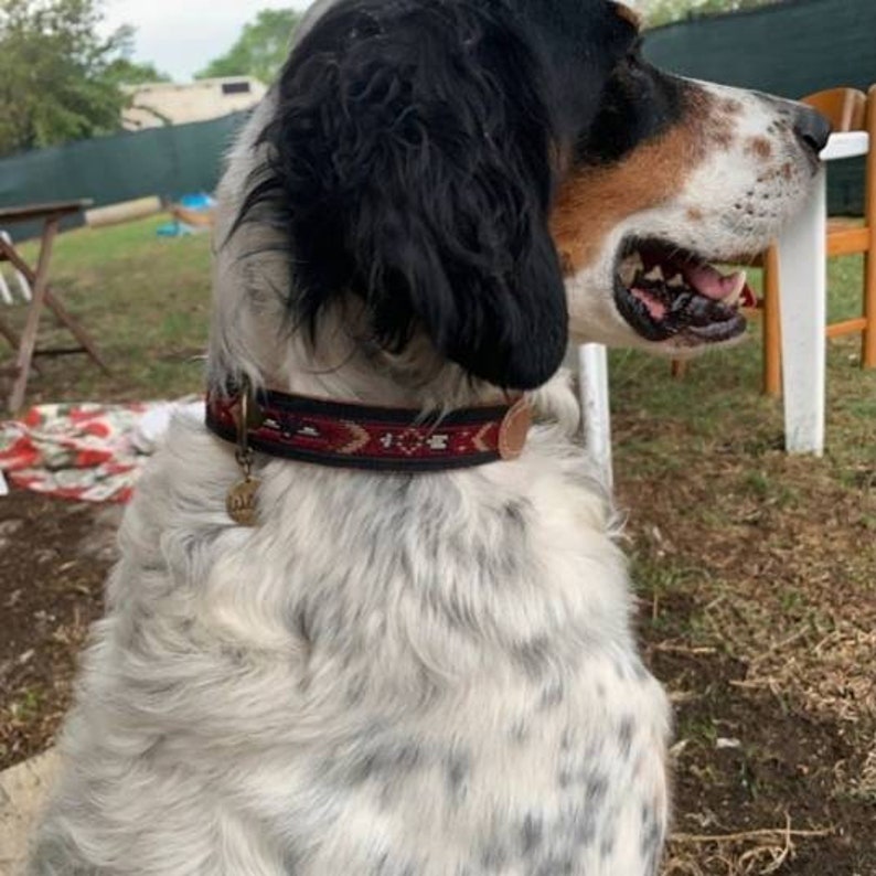 May include: A white and brown spotted dog with black fur on its head is wearing a red, brown, and black patterned collar with a metal tag. The dog is sitting outdoors on a grassy surface.