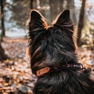 May include: A black and brown dog with a leather collar and a red, white, and blue patterned strap is standing in a forest. The dog is looking away from the camera.