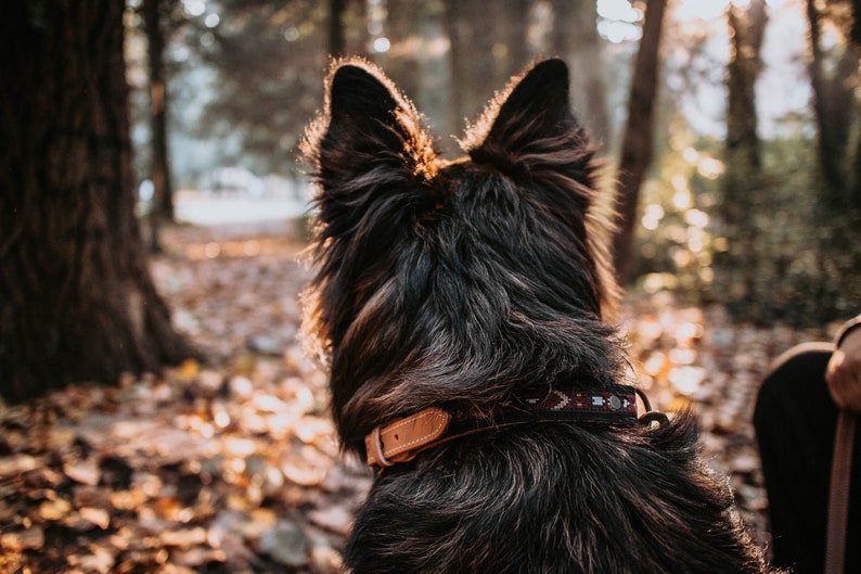 May include: A black and brown dog with a leather collar and a red, white, and blue patterned strap is standing in a forest. The dog is looking away from the camera.
