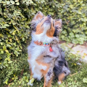 May include: A blue merle Australian Shepherd puppy with brown and white markings sits in a grassy area, looking up with its mouth slightly open. The puppy is wearing a brown leather collar with a colorful beaded charm.