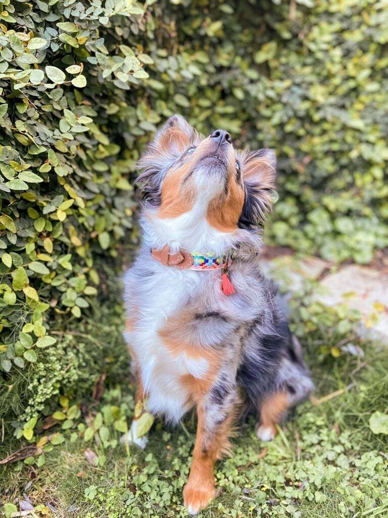 May include: A blue merle Australian Shepherd puppy with brown and white markings sits in a grassy area, looking up with its mouth slightly open. The puppy is wearing a brown leather collar with a colorful beaded charm.