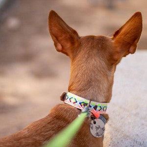 May include: A brown and white dog with large ears is wearing a colorful patterned collar with a metal tag that says "Iris". The dog is on a green leash.