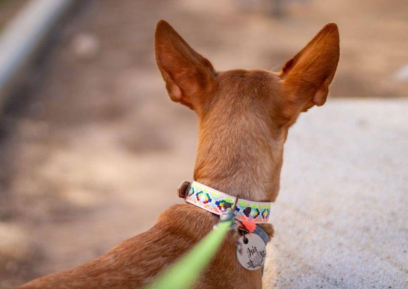 May include: A brown and white dog with large ears is wearing a colorful patterned collar with a metal tag that says "Iris". The dog is on a green leash.
