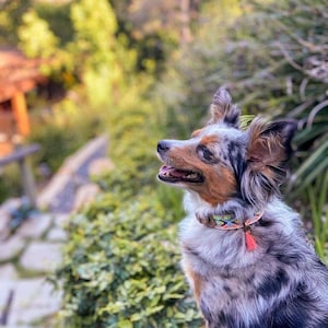 May include: A blue merle Australian Shepherd dog with brown markings sits on a rock wall, looking up and to the right. The dog is wearing a colorful patterned collar with a red tassel.