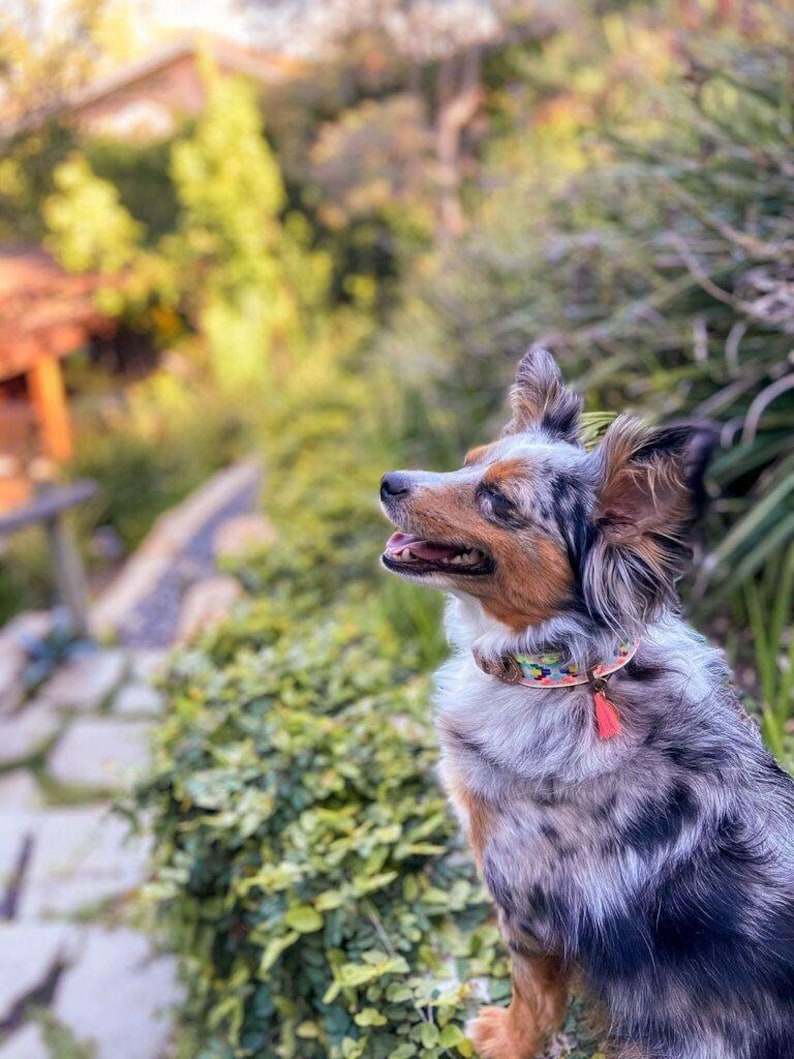 May include: A blue merle Australian Shepherd dog with brown markings sits on a rock wall, looking up and to the right. The dog is wearing a colorful patterned collar with a red tassel.