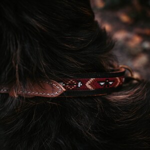 May include: Close-up of a black dog wearing a brown leather and red, black, and white patterned collar.