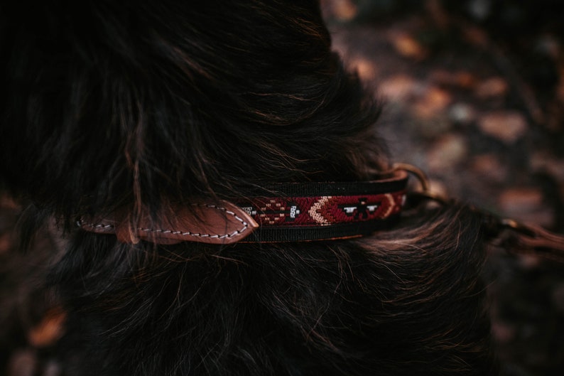 May include: Close-up of a black dog wearing a brown leather and red, black, and white patterned collar.