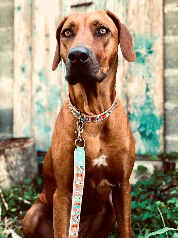 犬用品 ターコイズ・オレンジ レザー首輪・リードセット