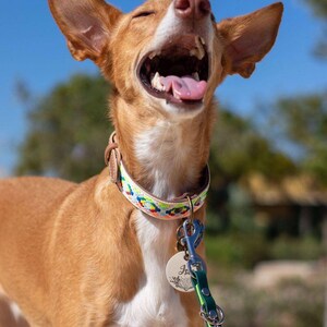 May include: A brown and white dog with floppy ears is wearing a colorful patterned collar and a green leash with a heart charm. The dog is looking up with its mouth open and tongue sticking out.