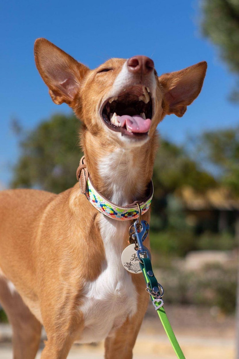 May include: A brown and white dog with floppy ears is wearing a colorful patterned collar and a green leash with a heart charm. The dog is looking up with its mouth open and tongue sticking out.