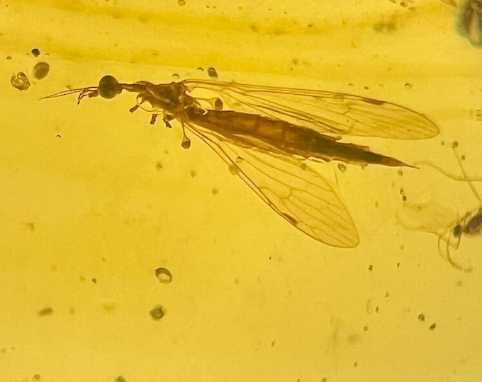 Amber - Polished amber with fossilized bugs: moth, ant, beetle, tick - Ideal for jewelry IDA0680