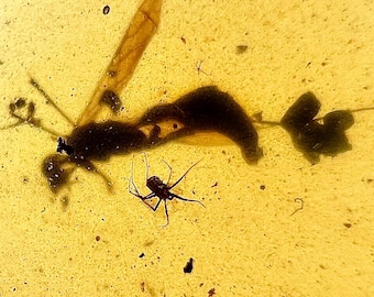 Amber - Polished amber with enhydro and fossilized bugs (bee, spider) - Ideal for jewelry IDA0685