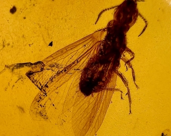 Amber - Polished amber with enhydro and fossilized bugs (bee, mosquito) - Ideal for jewelry IDA0684