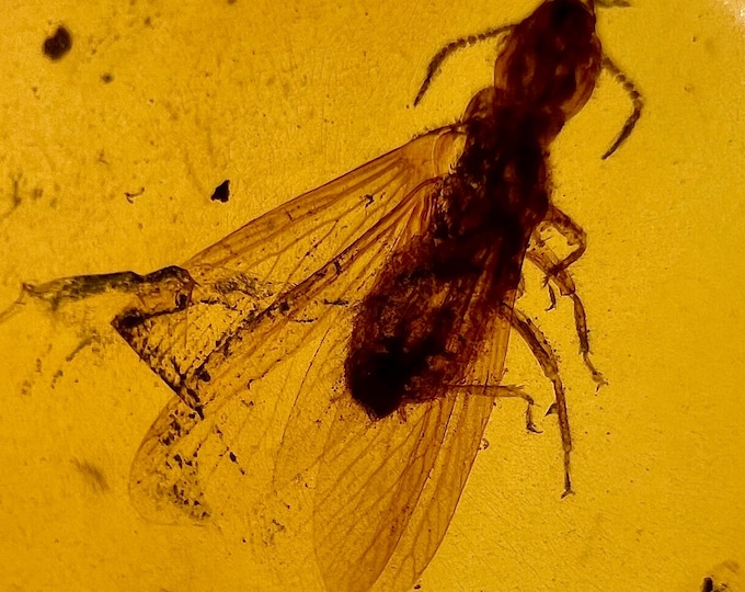 Amber - Polished amber with enhydro and fossilized bugs (bee, mosquito) - Ideal for jewelry IDA0684