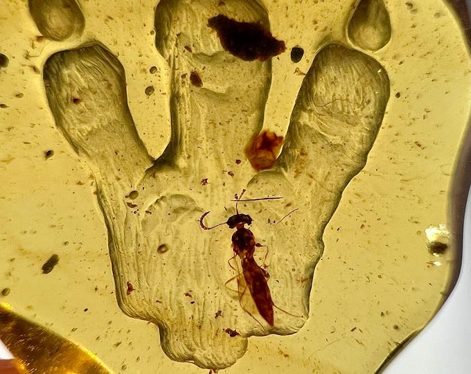 Amber - detailed amber carving of a dinosaur T-Rex footprint with termite inclusion - Ideal for jewelry IDA0676