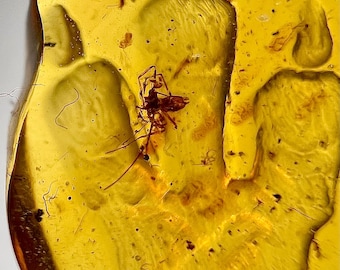 Amber - detailed amber carving of a dinosaur T-Rex footprint with fossilized spider- Ideal for jewelry IDA0677