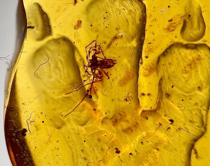 Amber - detailed amber carving of a dinosaur T-Rex footprint with fossilized spider- Ideal for jewelry IDA0677
