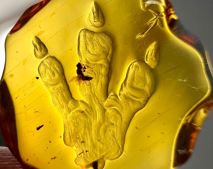 Amber - highly detailed amber carving of a dinosaur T-Rex footprint with fly inclusion- fossil Ideal for jewelry IDA0675