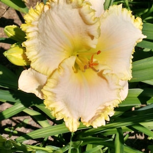 Fringy - Yellow Ruffled Daylily Live Plant 2 Fans Perennial Flower