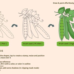 Fruit & Veggies, Procreate Brushes Procreate, Garden Brush Kit Fruit ...
