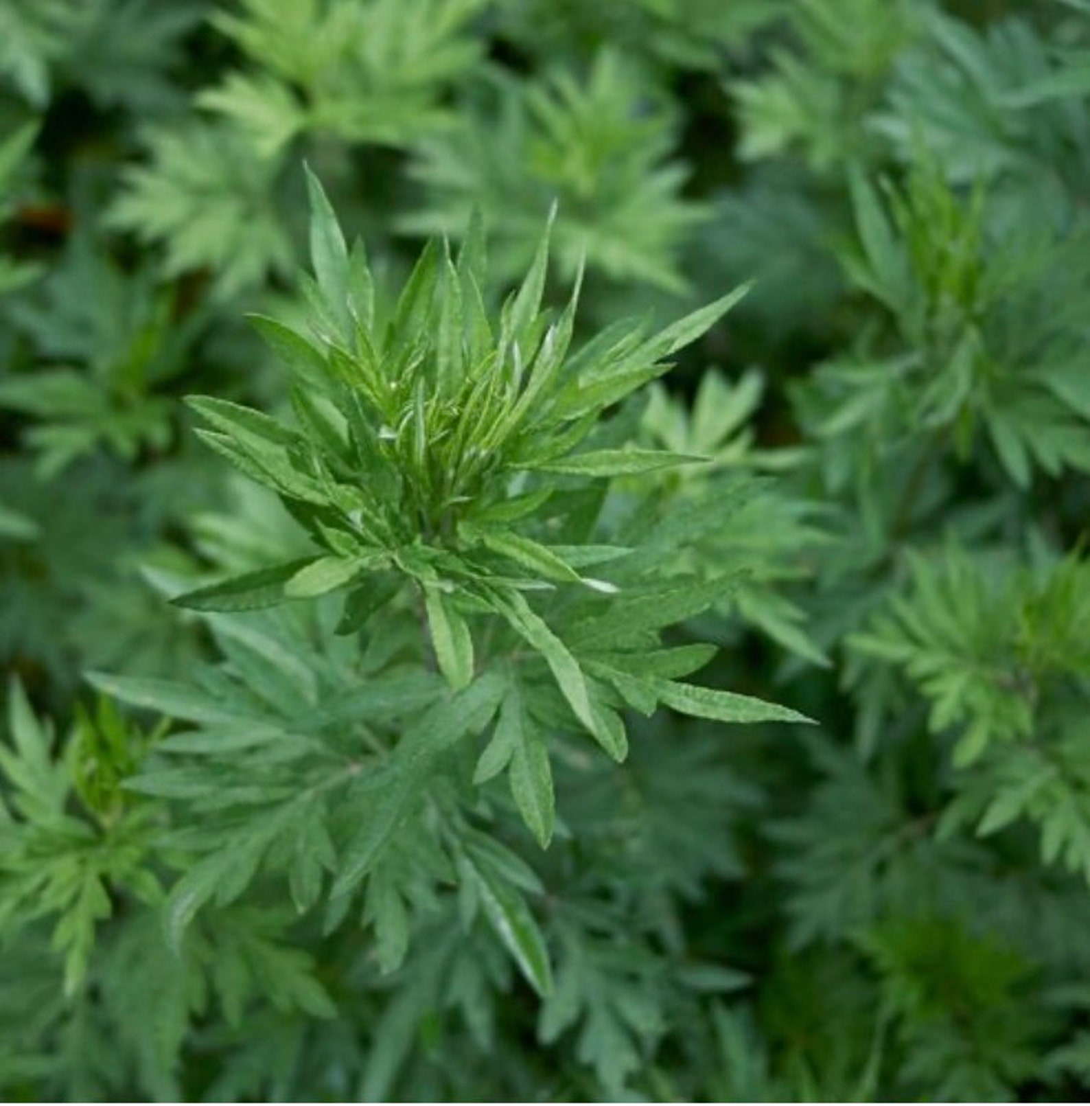 Mugwort Organic Dried on order wild crafted free shipping Etsy