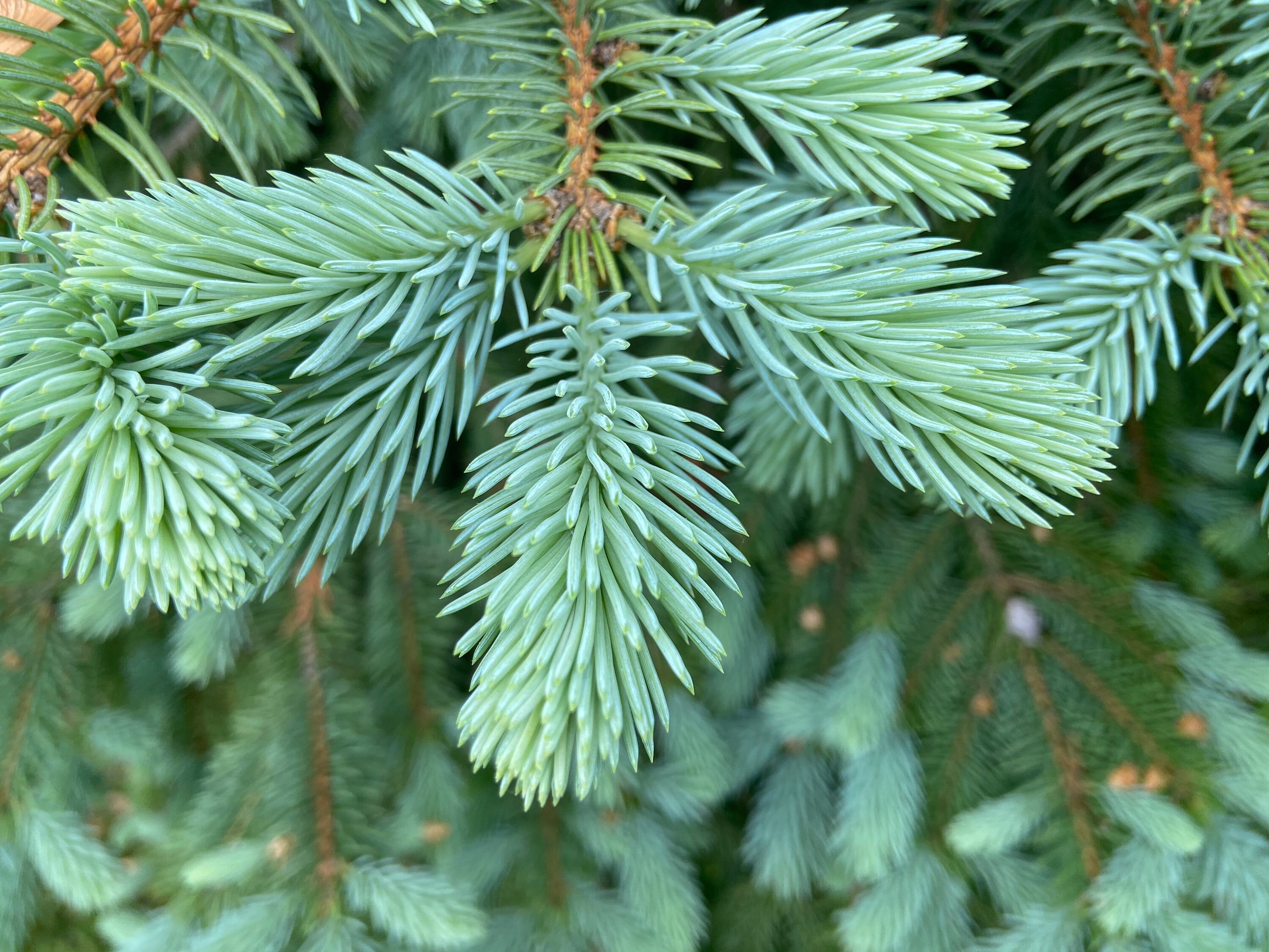Pine needle tea organic wild harvested all parts