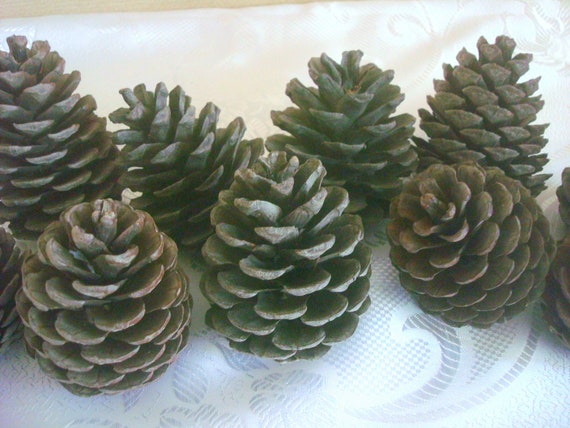 Natural Large Pine Cones for Crafts