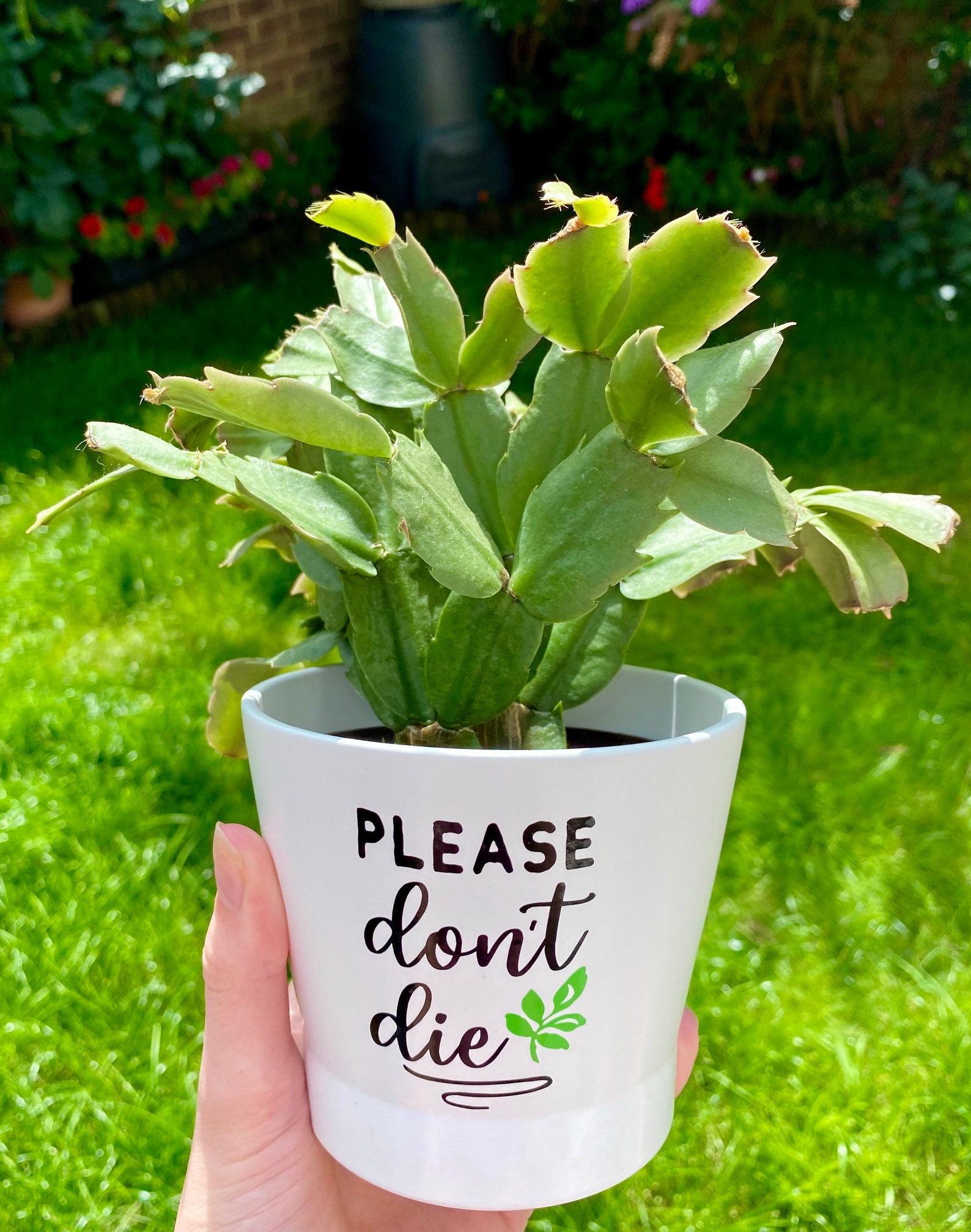 Please Dont Die Flower Pot Plant Planter Gift Housewarming Etsy