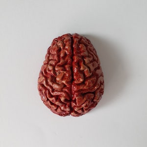 以下が含まれることがあります： 赤い肉厚の人間の脳のモデル。モデルは、現実的な折り畳みと溝が詳細に描かれています。