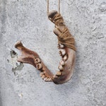 Human Bones