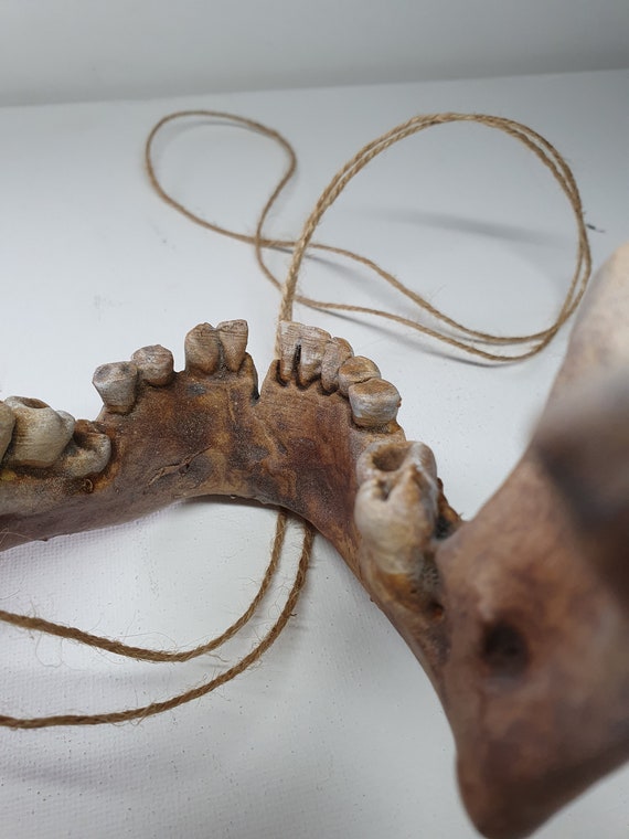 Human Jawbone Life Size Hanging Sculpture. Halloween Perfect