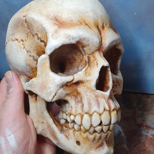 Human skull wall sculpture. Pirate decor. Gothic home decor. Realistic horror prop. Hand painted bone. Gothic Gift Oddities Curiosities