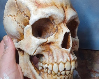 Human skull wall sculpture. Pirate decor. Gothic home decor. Realistic horror prop. Hand painted bone. Gothic Gift Oddities Curiosities