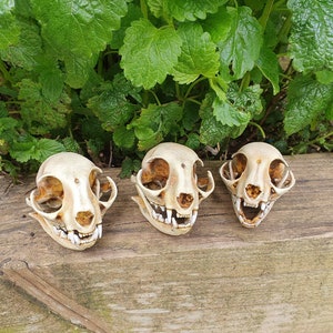 Peut inclure: Trois crânes d'animaux blancs avec des dents, disposés en rangée sur une surface en bois. Les crânes sont tournés vers l'avant et ont une couleur brun clair.