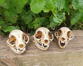 Replica Feline Skull: Realistic Cat Skull Replica for gothic decor.