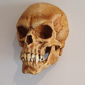 Vampire skull wall sculpture. Dracula gothic home decor. Realistic horror prop. Hand painted bone. Spooky Gothic Gift Oddities Curiosities