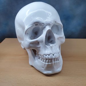 Human Skull. life size anatomical horror prop. 3D printed and hand-painted. Gothic home decor Halloween decoration.