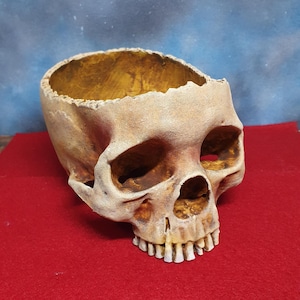 Puede incluir: Un macetero de calavera humana realista y detallado hecho de cerámica. La calavera está pintada de color marrón claro con un interior amarillo dorado. A la calavera le falta la parte superior de la cabeza, creando un macetero.