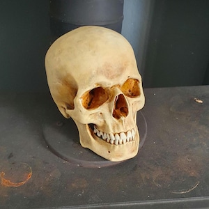Realistischer menschlicher Schädel. lebensgroße anatomische Horrorrequisite. 3D gedruckt und handbemalt. Gothic Wohndekor Halloween Dekoration, Kuriositäten